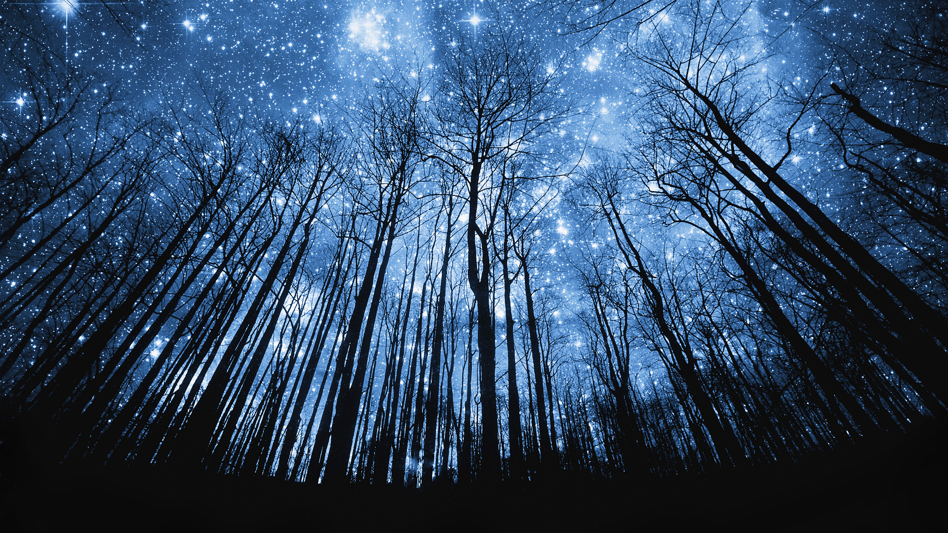 природа деревья ель небо звезды без смс